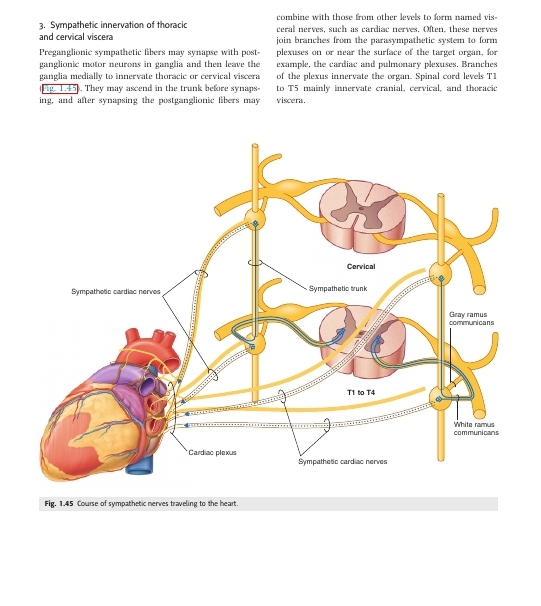 کتاب Gray's Anatomy for Students, 4th Edition