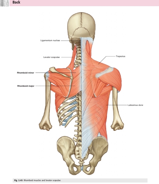 Gray's Anatomy for Students, 4th Edition