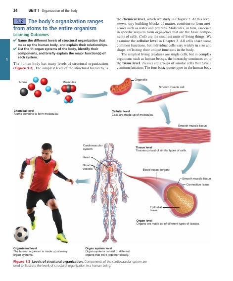 دانلود Human Anatomy & Physiology (Global Edition, 12th Edition, 2023) – By Marieb