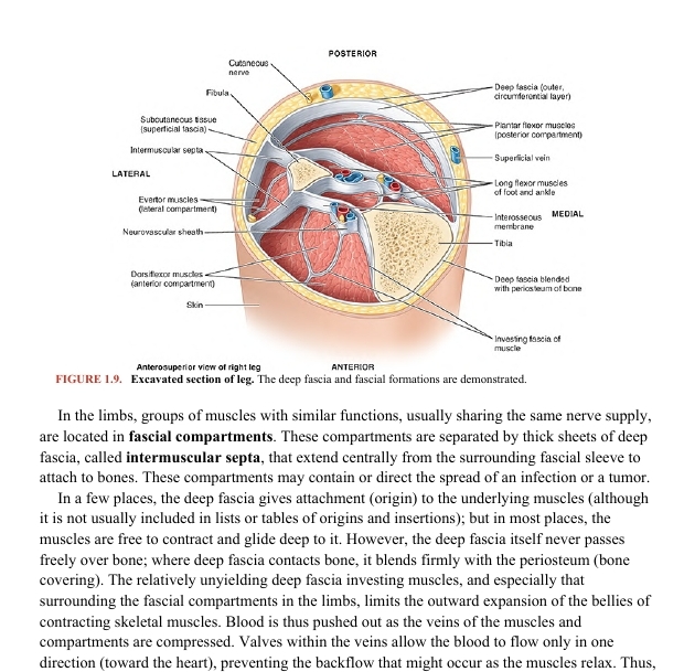 Moore Clinically Oriented Anatomy Dalley 9ed 2023