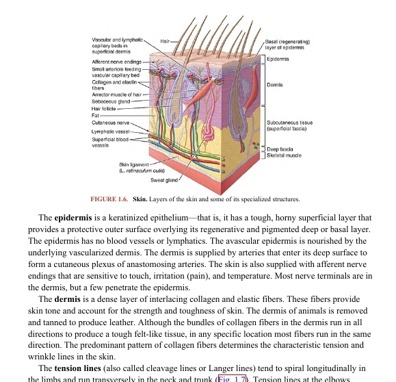 خرید و دانلود PDF کتاب Moore Clinically Oriented Anatomy 9th Edition